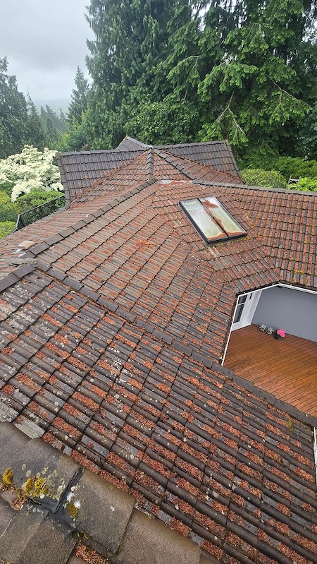 How Moss and Algae Damage Your Roof in the Pacific Northwest
